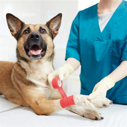 кинезиологическая лента для собак