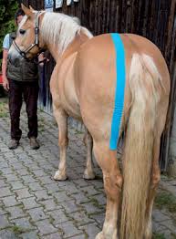 kinesiology tape for horses2