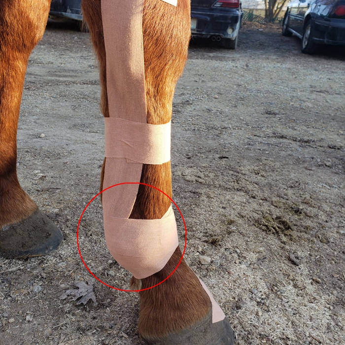 horse kinesiology tape