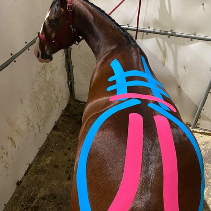 cinta kinesiológica para caballos