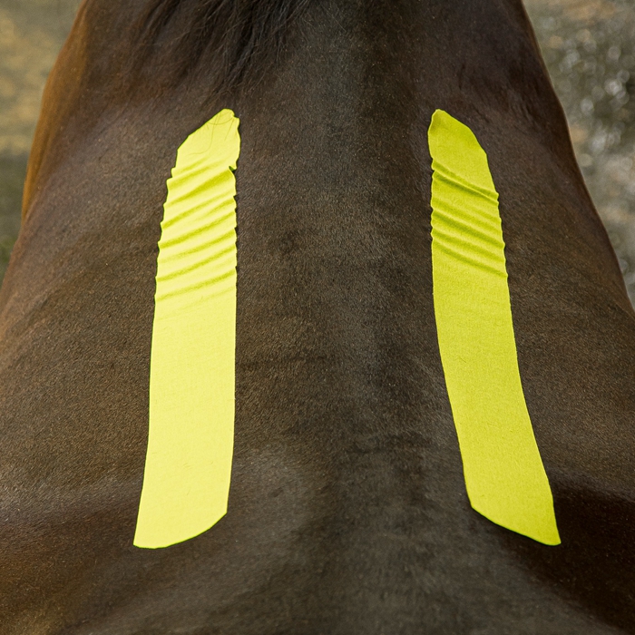 bande kinésiologique pour chevaux