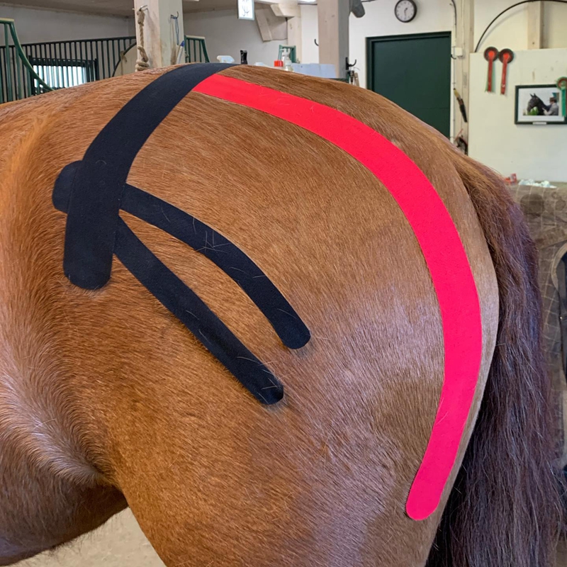 horse triceps kinesiology tape