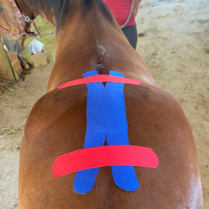 cinta kinesiológica para caballos