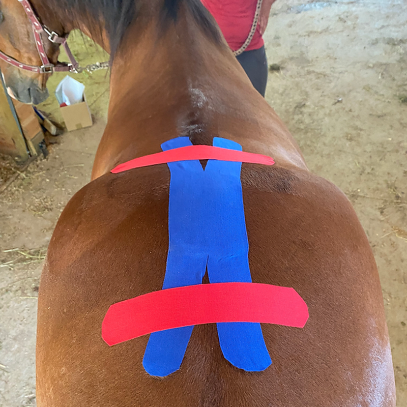 cinta kinesiológica para caballos