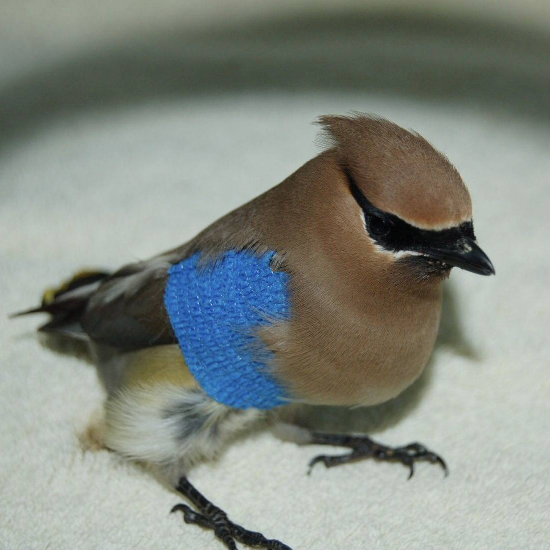 Verbinden Sie die Wunde des Vogels, um die Genesung zu beschleunigen und eine erneute Verletzung zu vermeiden.