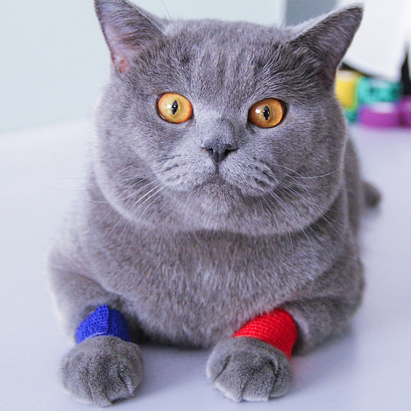 Ветеринарная обертка для кошек