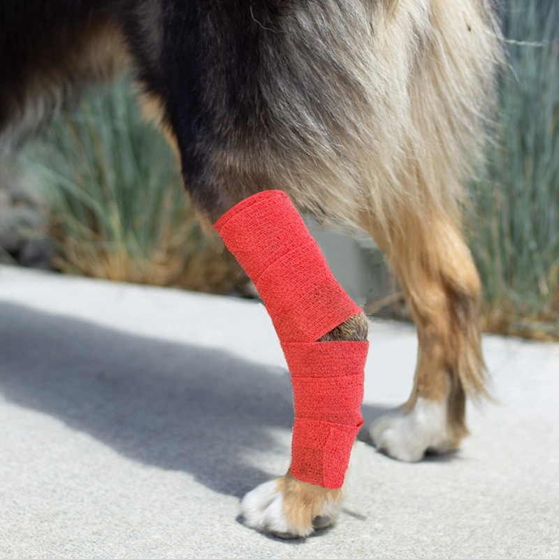 Bandage animal auto-adhésif sur la patte du chien