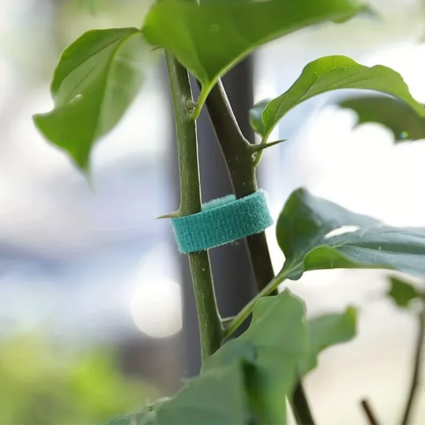 selbstklebende Bandagen zum Einwickeln von Pflanzen