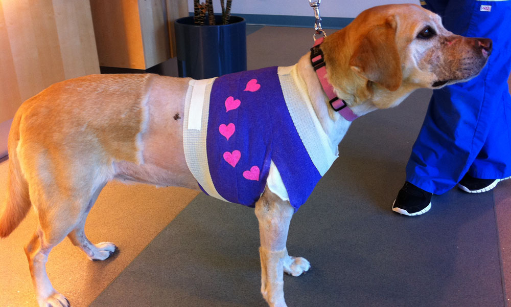 Calcetines y ropa para perros DIY vendaje envolvente para perros