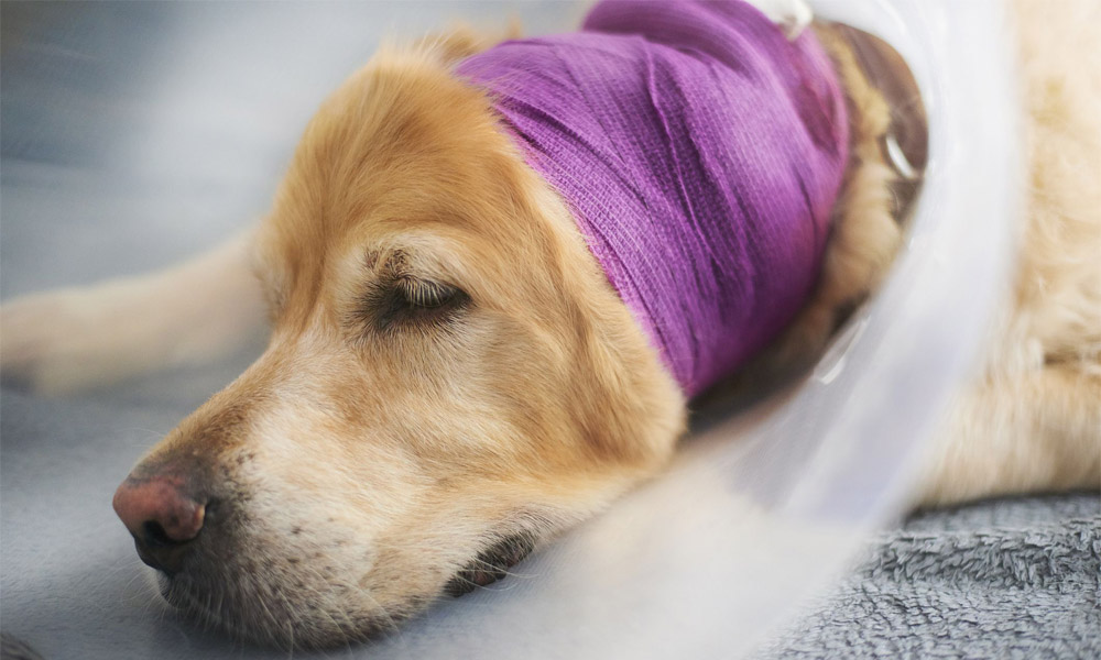 Dog Ear Bandage is the best solution for ear problems such as hematomas, ear wounds, abrasions, and ear canal ablation.