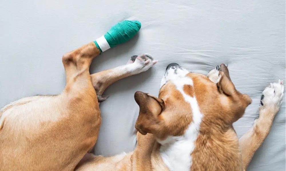 Dog Paw Bandage protège leurs pattes et réduit le risque de blessure