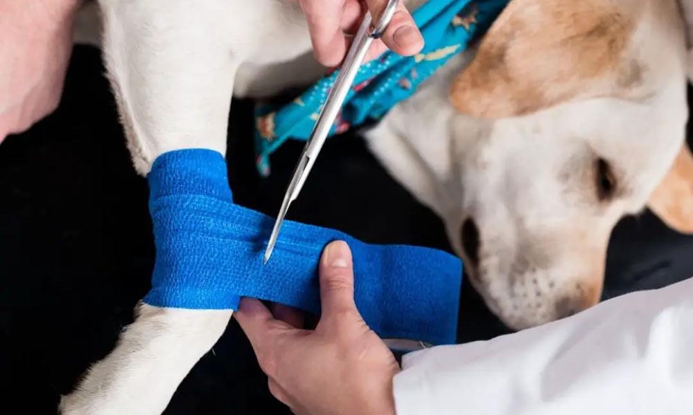Dog elbow bandage Relieve pain caused by joint diseases, support the elbow, and avoid accidental sprains.