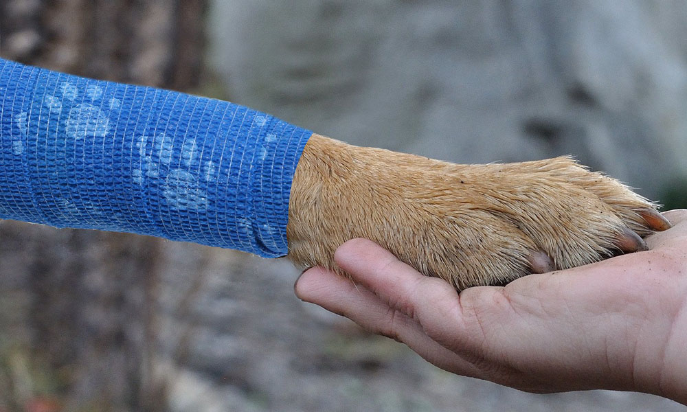 Veterinärbandagen für Hunde für Hundebeine Behandeln Sie Beinverletzungen oder bieten Sie Unterstützung für die Beine