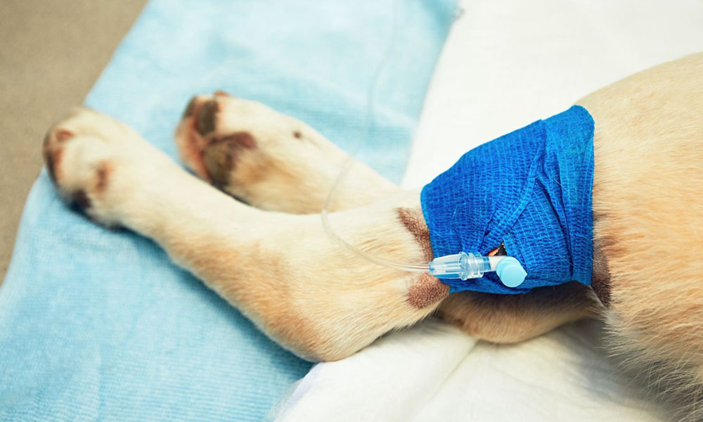 enveloppement vétérinaire pour chiens Can Wrap Pansement pour chien