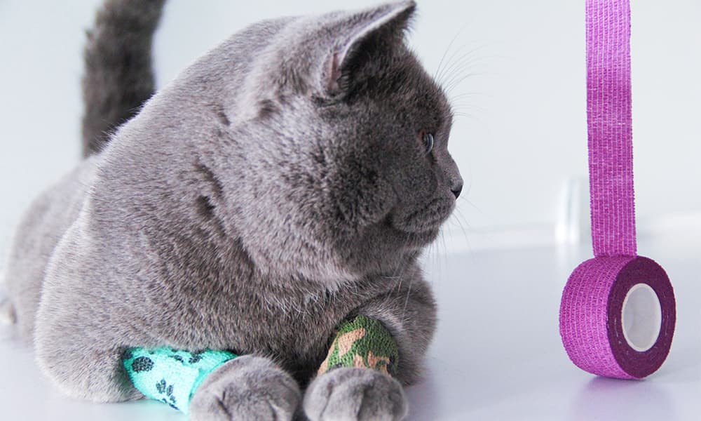 Purple cat banadge