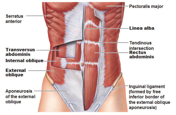 Distensión de los músculos de la cintura