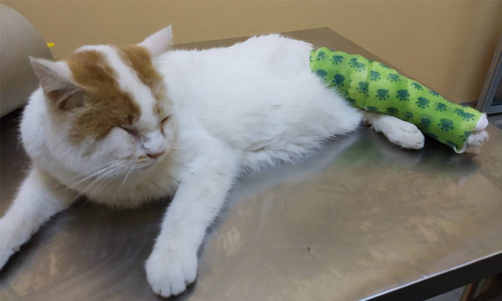 green pet bandage