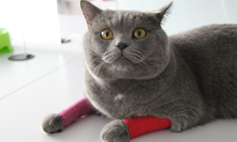 red Cat bandage