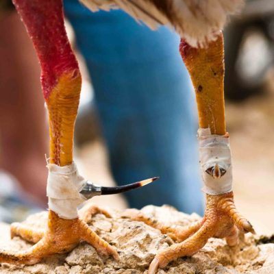 Cockfighting tape1
